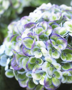 Hortensja ogrodowa (Hydrangea) Revolution c3 zdjęcie 2