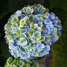Hortensja ogrodowa (Hydrangea) Revolution c1 zdjęcie 1
