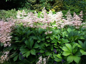 Rodgersia pierzasta (Rodgersia pinnata) Hercules zdjęcie 2