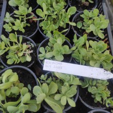 Rozchodnik okazały (Sedum spectabile) Hot Stuff sadzonka