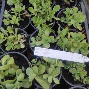 Rozchodnik okazały (Sedum spectabile) Hot Stuff sadzonka