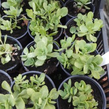 Rozchodnik okazały (Sedum spectabile) Hot Stuff sadzonka