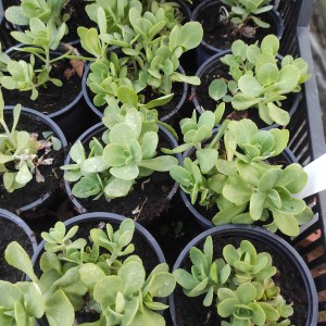 Rozchodnik okazały (Sedum spectabile) Hot Stuff sadzonka