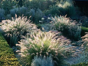 Trawa rozplenica japońska (Pennisetum) piórkówka Hameln zdjęcie 1