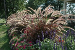 Rozplenica szczotkowata (Pennisetum sataceum) Rubrum zdjęcie 1