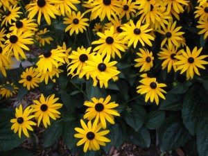 Rudbekia błyskotliwa (Rudbeckia fulgida) Goldsturm 1