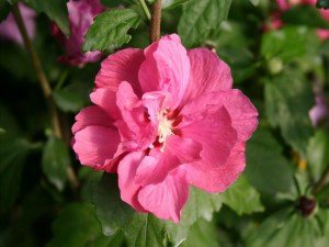 Ketmia syryjska (Hibiscus syriacus) Duc de Brabant c2 zdjęcie 2