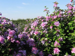 Ketmia syryjska (Hibiscus syriacus) Duc de Brabant c2 zdjęcie 4