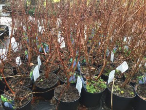 Jagoda kamczacka (Lonicera caerulea var. kamtschatica) Nimfa c3 zdjęcie sadzonki 1
