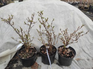 Kalina bodneńska (Viburnum bodnanense) Dawn c2 zdjęcie 1