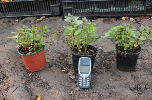 'Mięta pomarańczowa (Mentha piperata) zdjęcie sadzonki' Mięta pomarańczowa (Mentha piperata) zdjęcie sadzonki