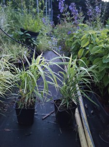 Trawa bambusowa (Hakonechloa) Aureola zdjęcie 1