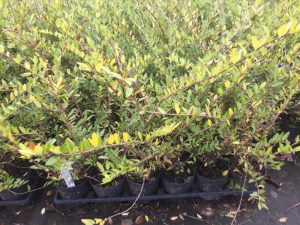 Suchodrzew chiński (Lonicera pileata) Moss Green zdjęcie sadzonki
