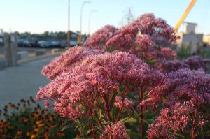 Sadziec dęty (Eupatorium) Baby Joe 1