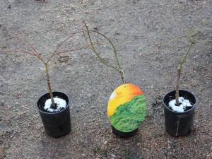 Klon palmowy szczepiony (Acer palm.) Dissectum c2 zdjęcie sadzonki