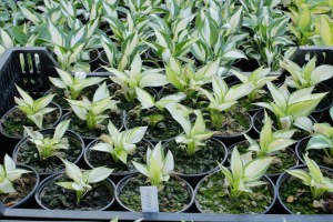 Funkia (Hosta) Eskimo Pie zdjęcie sadzonki 1