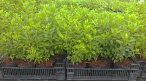 Hortensja bukietowa (Hydrangea paniculata) Mega Pearl c2 zdjęcie sadzonki