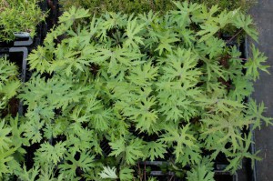 Języczka Przewalskiego (Ligularia przewalskii) c2 zdjęcie 1