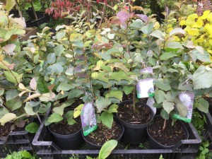 Fothergilla pośrednia (Fothergilla intermedia) Blue Shadow zdjęcie sadzonki 1