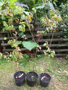 Dereń kousa (Cornus kousa) odmiana chińska c3 zdjęcie sadzonki