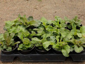 Pierwiosnek lekarski (Primula Veris) Goldnugget zdjęcie sadzonki 1