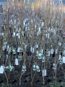 Magnolia pośrednia (Magnolia soulangeana) Superba zdjęcie sadzonki