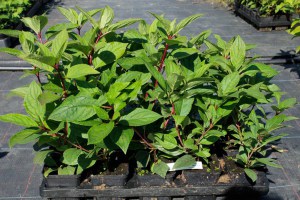 Hortensja bukietowa Wim's Red Hydrangea zdjęcie sadzonki