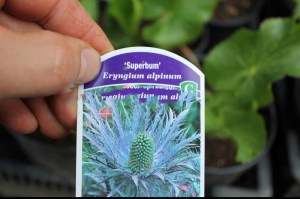 Mikołajek alpejski (Eryngium alpinum) Superbum c3 zdjęcie 1