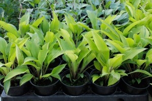 Funkia (Hosta) Paradise Islands zdjęcie 8