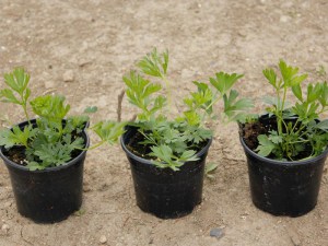 Sasanka (Pulsatilla) fioletowa sadzonka zdjęcie sadzonki