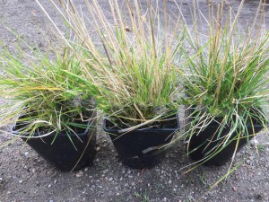 Śmiałek darniowy (Deschampsia cespitosa) c2 zdjęcie sadzonki 2