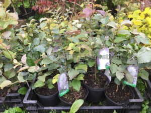 Fothergilla gardenii (Fothergilla Gardena) Blue Mist c2 zdjęcie sadzonki
