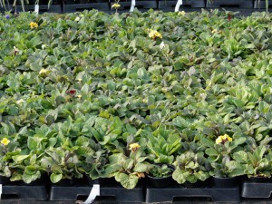 Pierwiosnek lekarski (Primula Veris) Goldnugget zdjęcie sadzonki 2