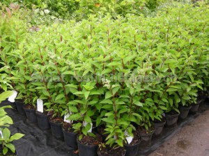 Hortensja bukietowa (Hydrangea) Pinky Winky c3 zdjęcie sadzonki