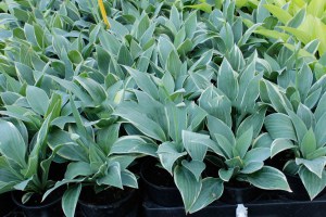 Funkia (Hosta) Poker zdjęcie 3