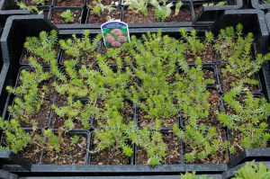 Kozłówka długoszyjkowa (Crucianella, Phuopsis stylosa) zdjęcie 1