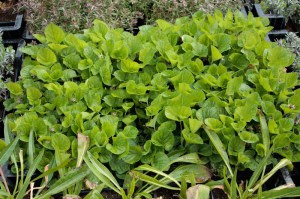 Fiołek wonny (Viola odorata) Konigin Charlotte zdjęcie sadzonki 1