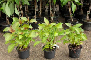 Hortensja ogrodowa (Hydrangea macrophylla) Grafin Cosel zdjęcie sadzonki