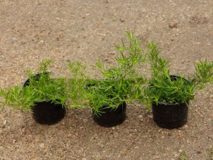 Floks szydlasty (Phlox subulata) Emerald Cushion Blue sadzonki
