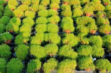 Karmnik ościsty (Sagina subulata) Green Moss sadzonki
