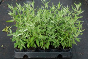 Barbula klandońska (Caryopteris clandonensis) Black Knight zdjęcie sadzonki
