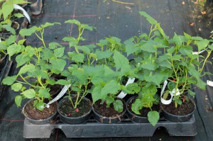Hibiskus bylinowy (Hibiscus moscheutos) Robert Fleming zdjęcie sadzonki