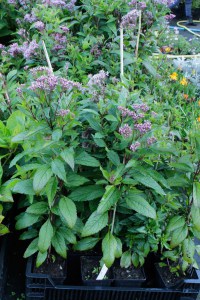 Sadziec dęty (Eupatorium) Baby Joe sadzonki 1