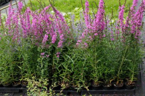 Krwawnica rózgowata (Lythrum virgatum) Dropmore Purple sadzonki 2