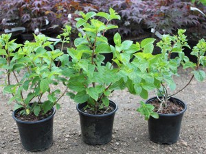 Hortensja bukietowa Silver Dollar Hydrangea c1,5 zdjęcie sadzonki