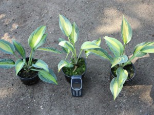 Funkia (Hosta) Touch of Class sadzonka zdjęcie 8