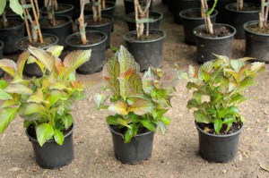 Hortensja ogrodowa (Hydrangea) Dark Angel zdjęcie sadzonki