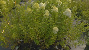 Hortensja bukietowa (Hydrangea) Rastede c3 zdjęcie 1