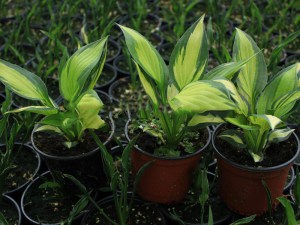Funkia (Hosta) Whirlwind Tour zdjęcie sadzonek 1