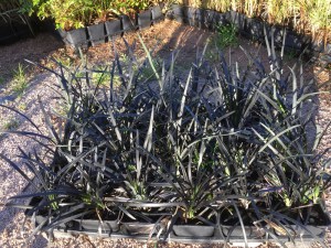 Konwalnik (Ophiopogon planiscapus) Niger sadzonka 
